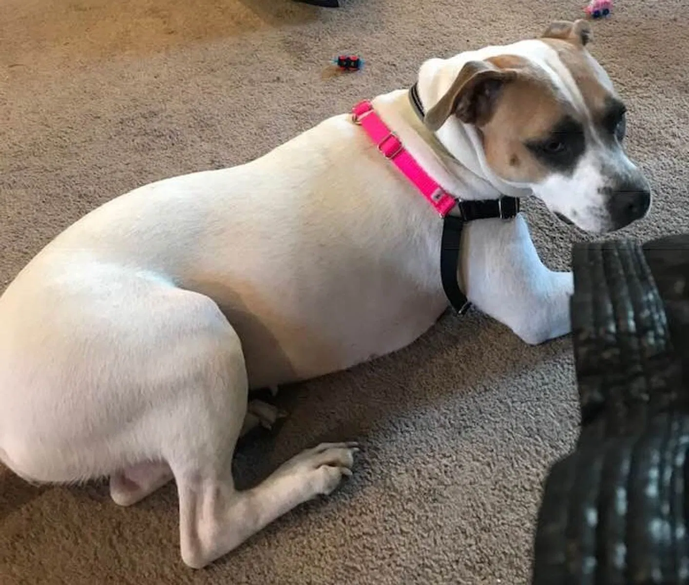 Lost dog in Seattle, WA, 98122