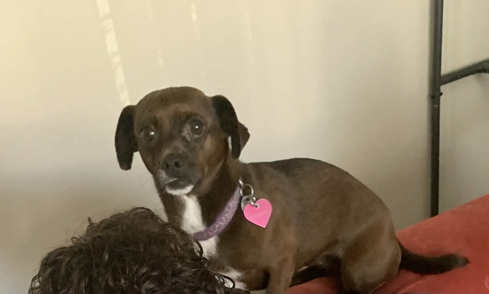 Lost dog in Rio Rancho, NM, 87144