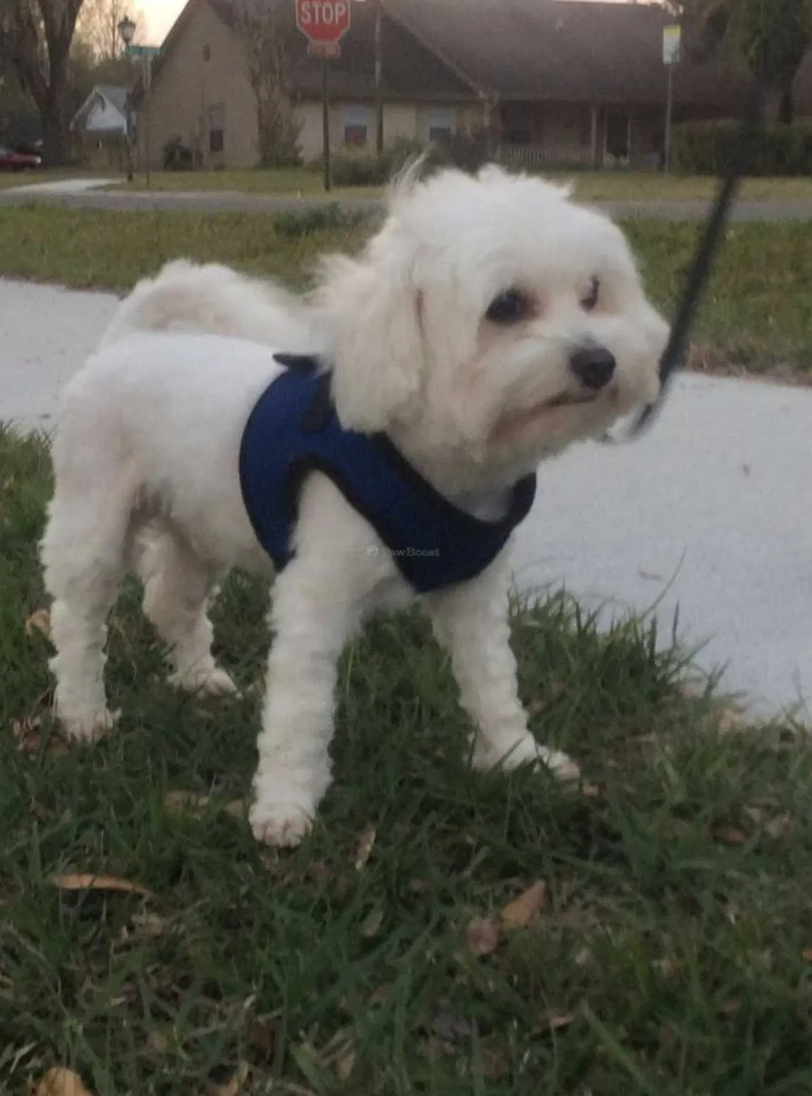 Lost dog in Oviedo, FL, 32766