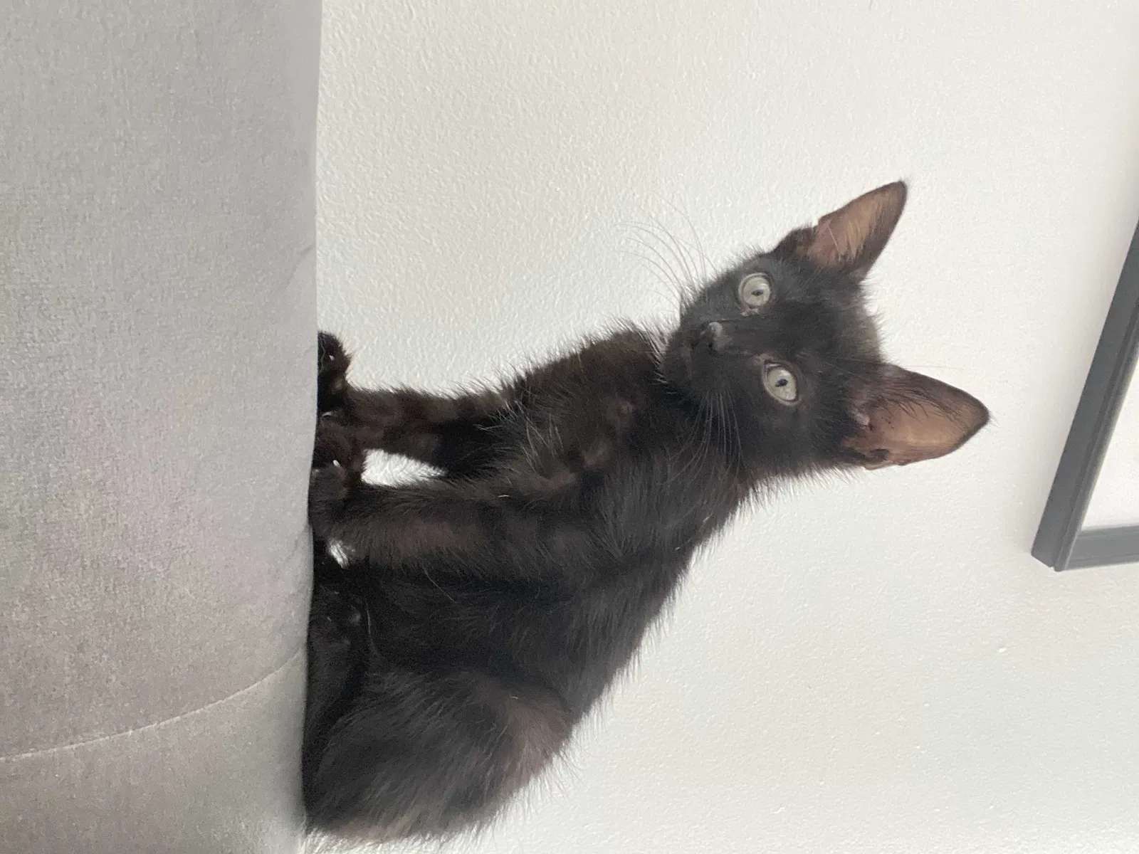 Lost cat in Springfield, VA, 22151