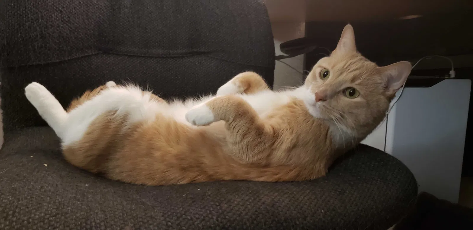 Lost cat in Tulsa, OK, 74137
