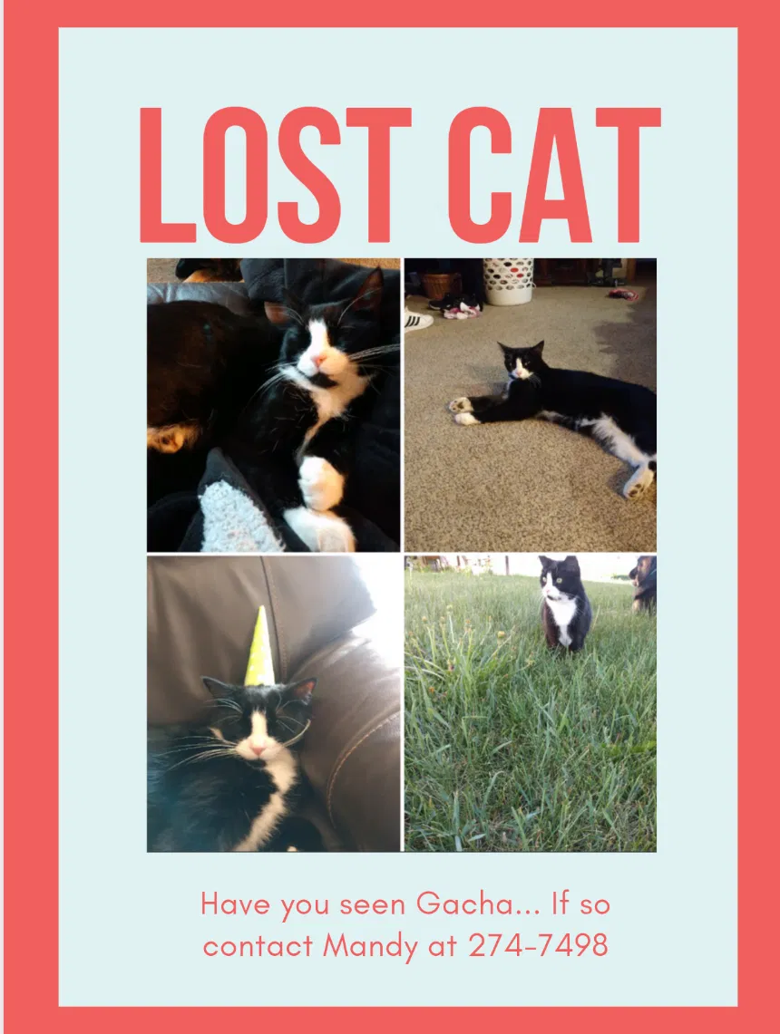 Lost cat in Philipsburg, MT, 59858
