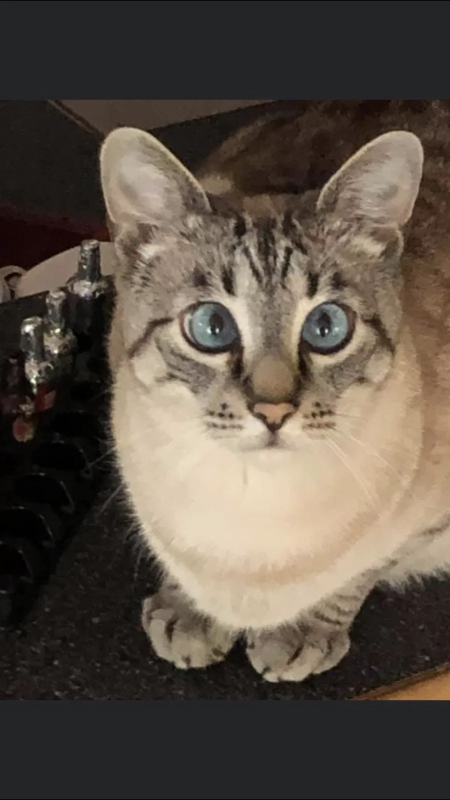 Lost cat in Murfreesboro, TN, 37128