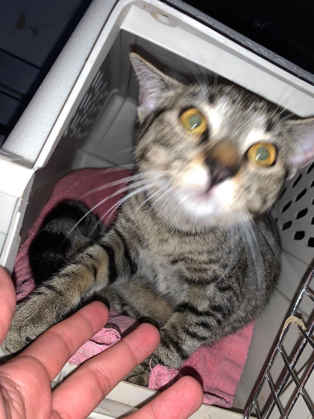 Found cat in Hickory Hills, IL, 60457