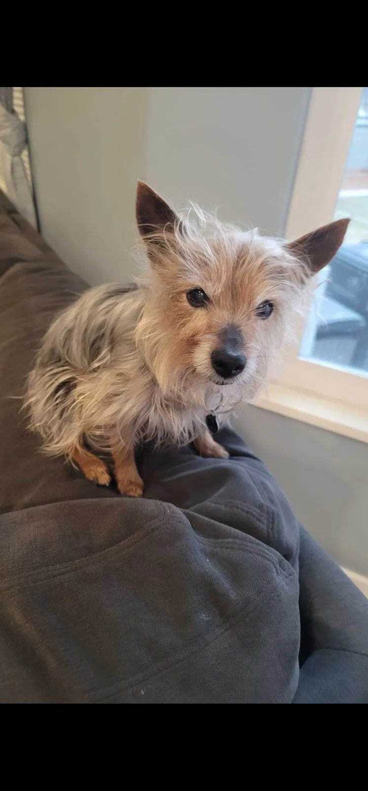 Lost dog in South Jordan, UT, 84095