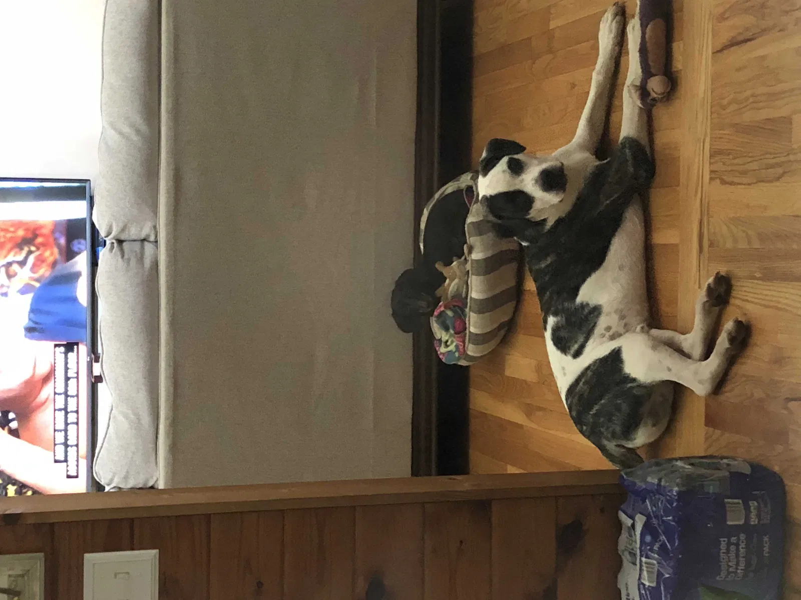 Lost dog in Heflin, AL, 36264