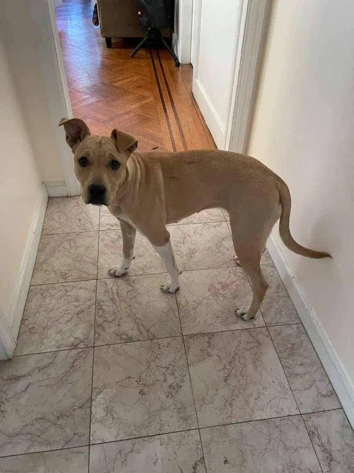 Found dog in Paterson, NJ, 7504