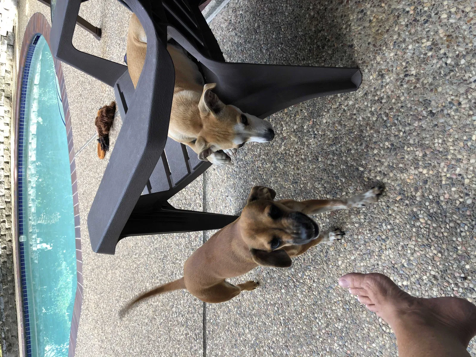 Lost dog in Katy, TX, 77450