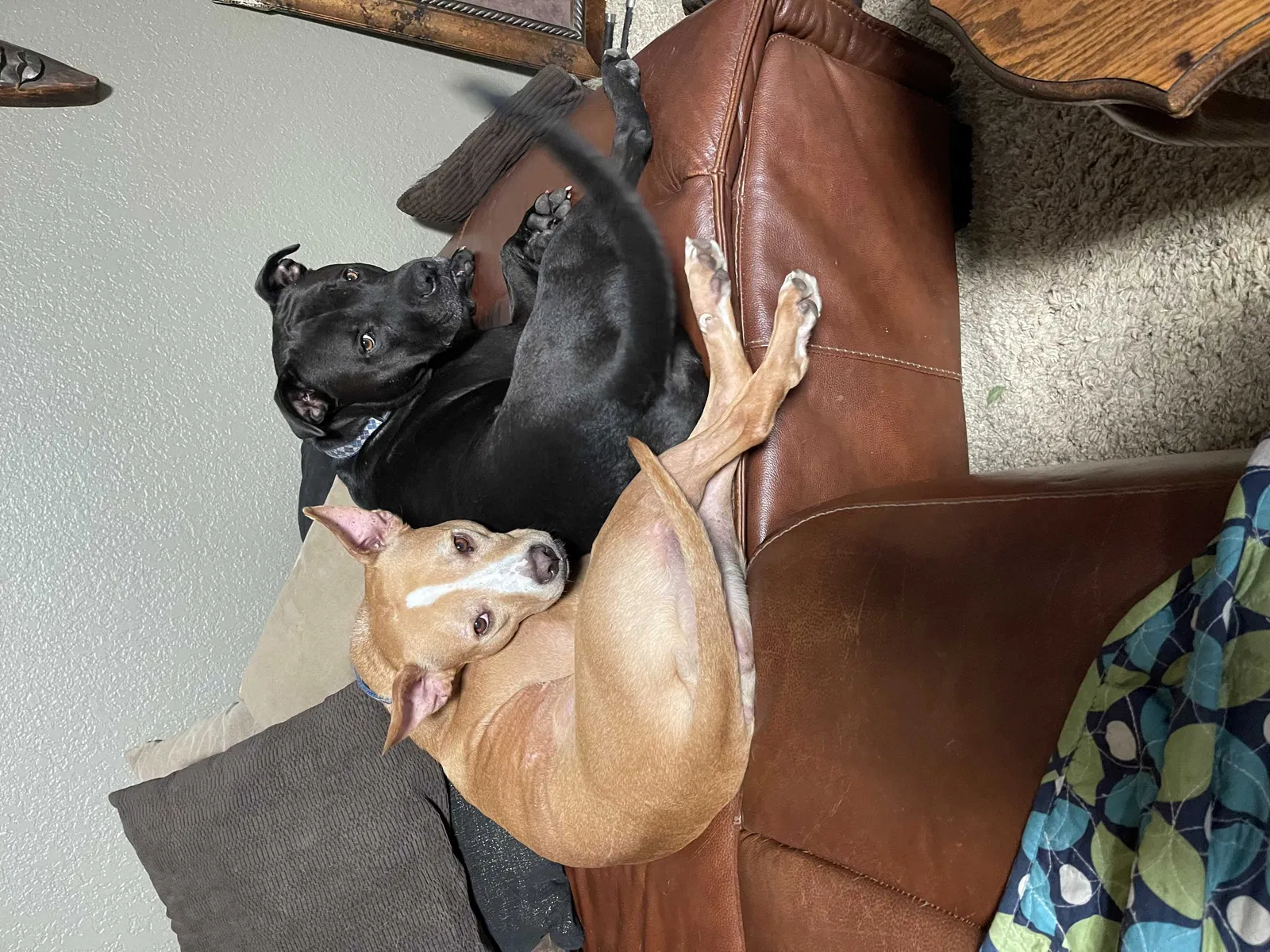 Lost dog in Colfax, CA, 95713