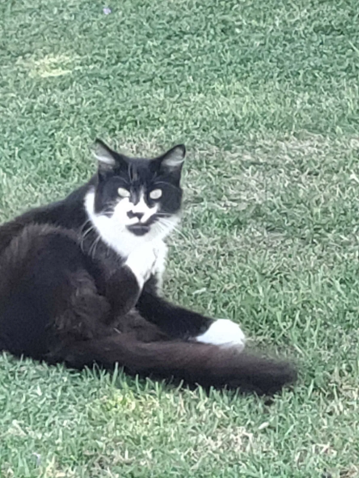 Lost cat in Anaheim, CA, 92801