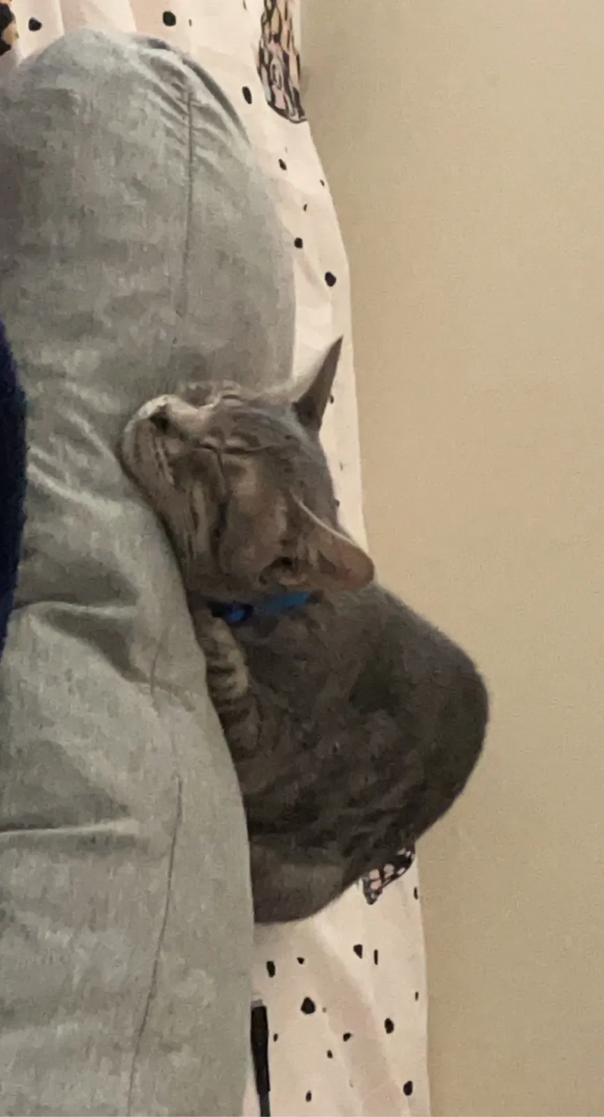 Lost cat in Gainesville, GA, 30507