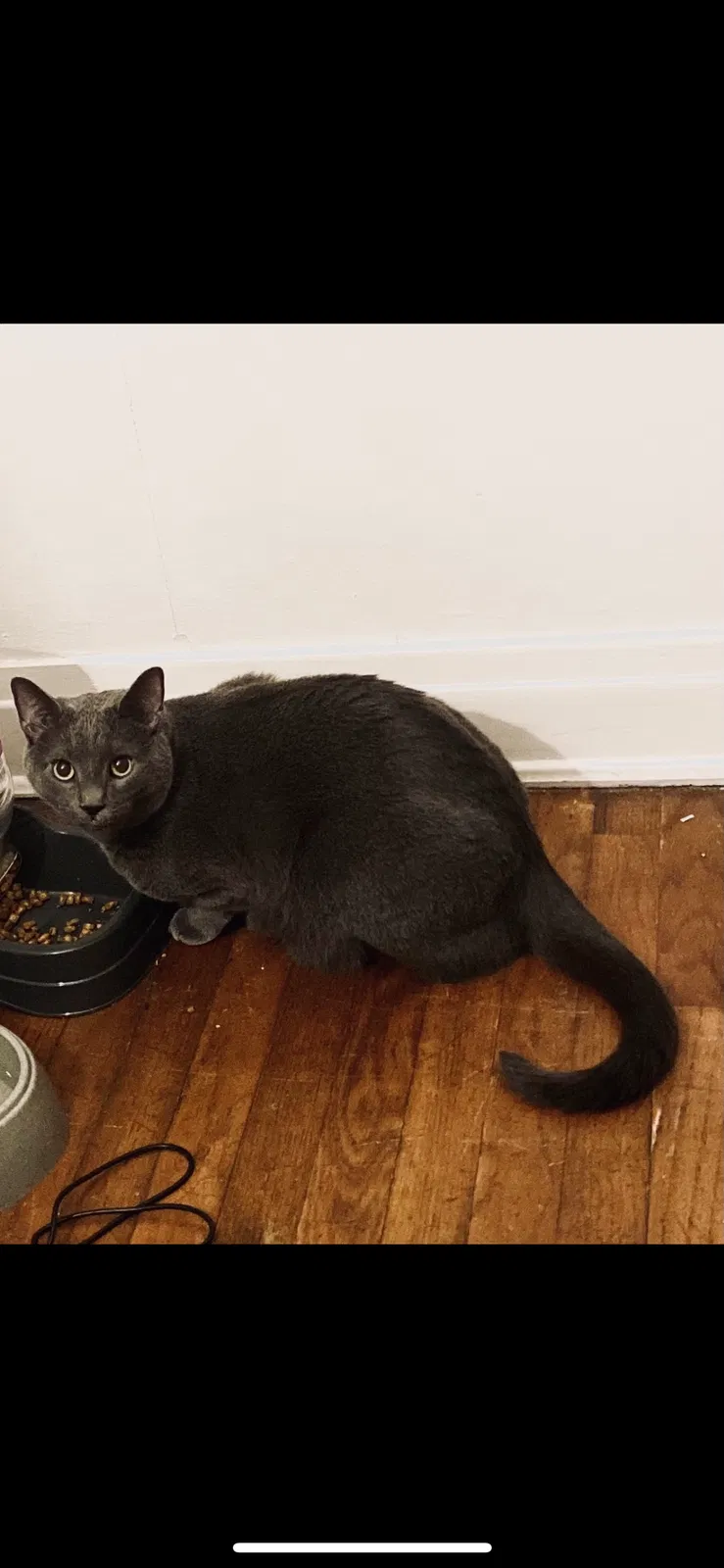 Lost cat in Cary, NC, 27519