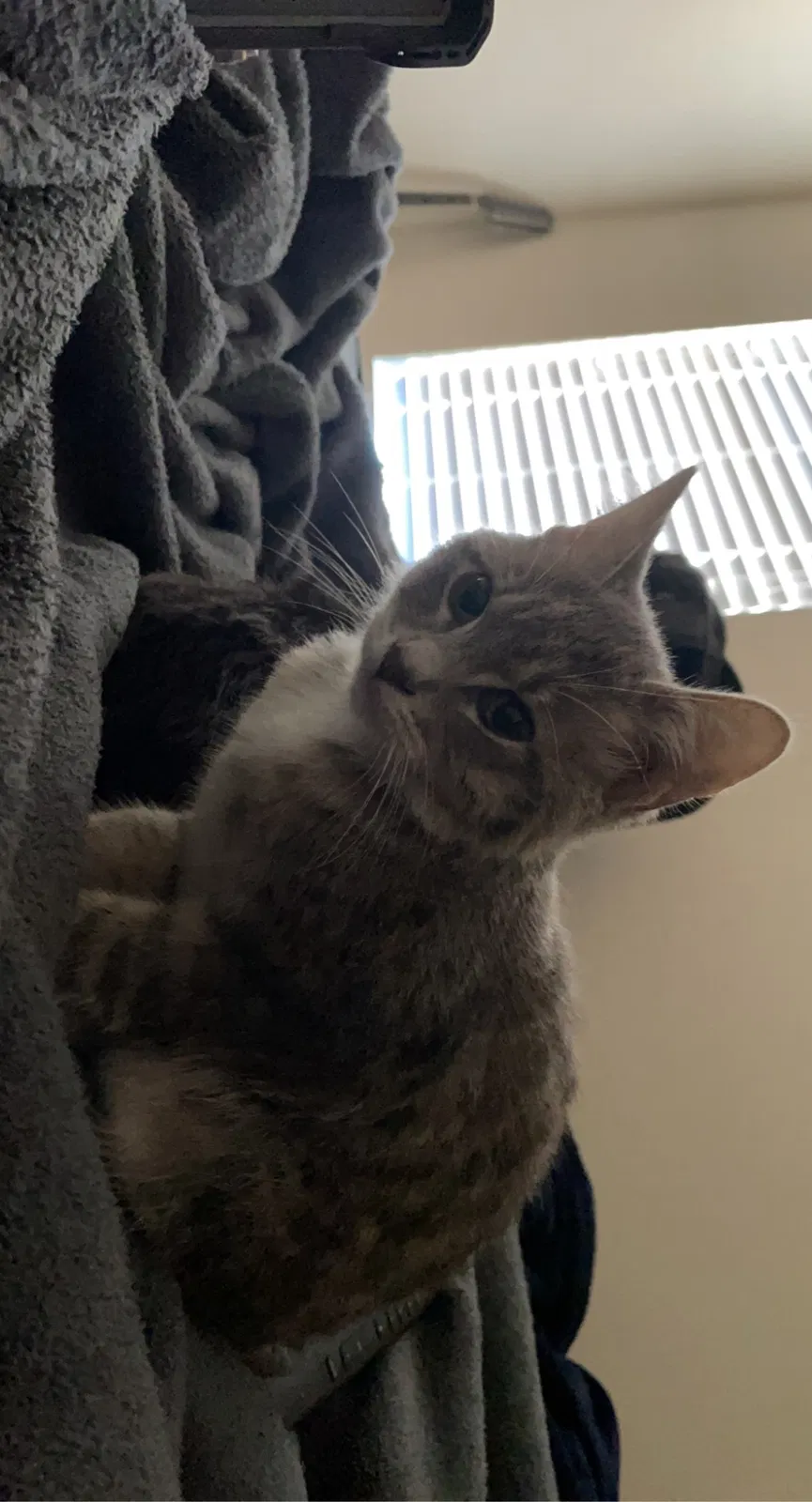 Lost cat in Gainesville, GA, 30507