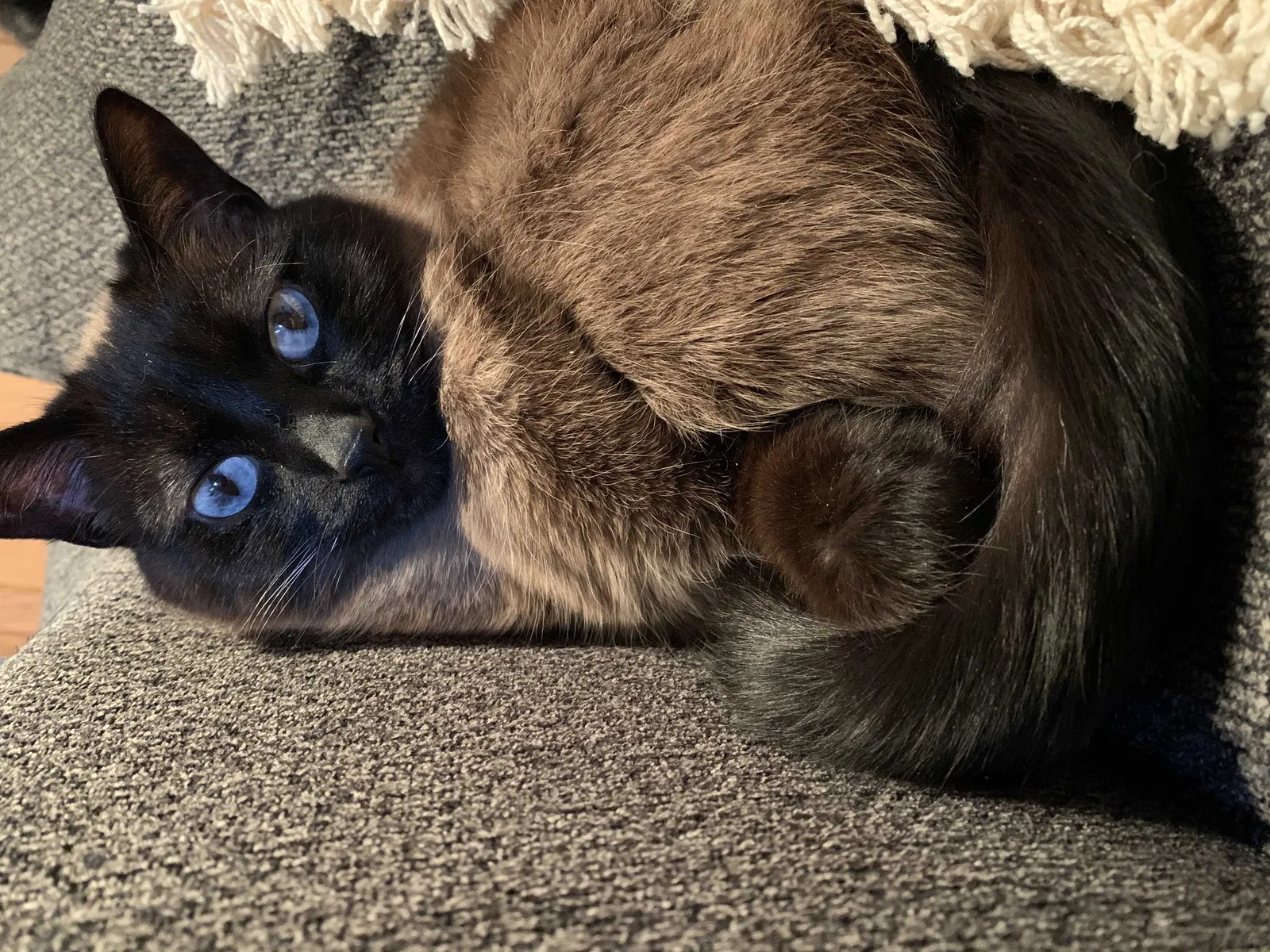 Lost cat in Battle Creek, MI, 49017