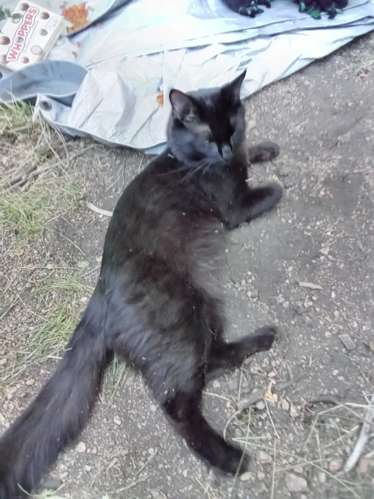 Lost cat in Colorado Springs, CO, 80903