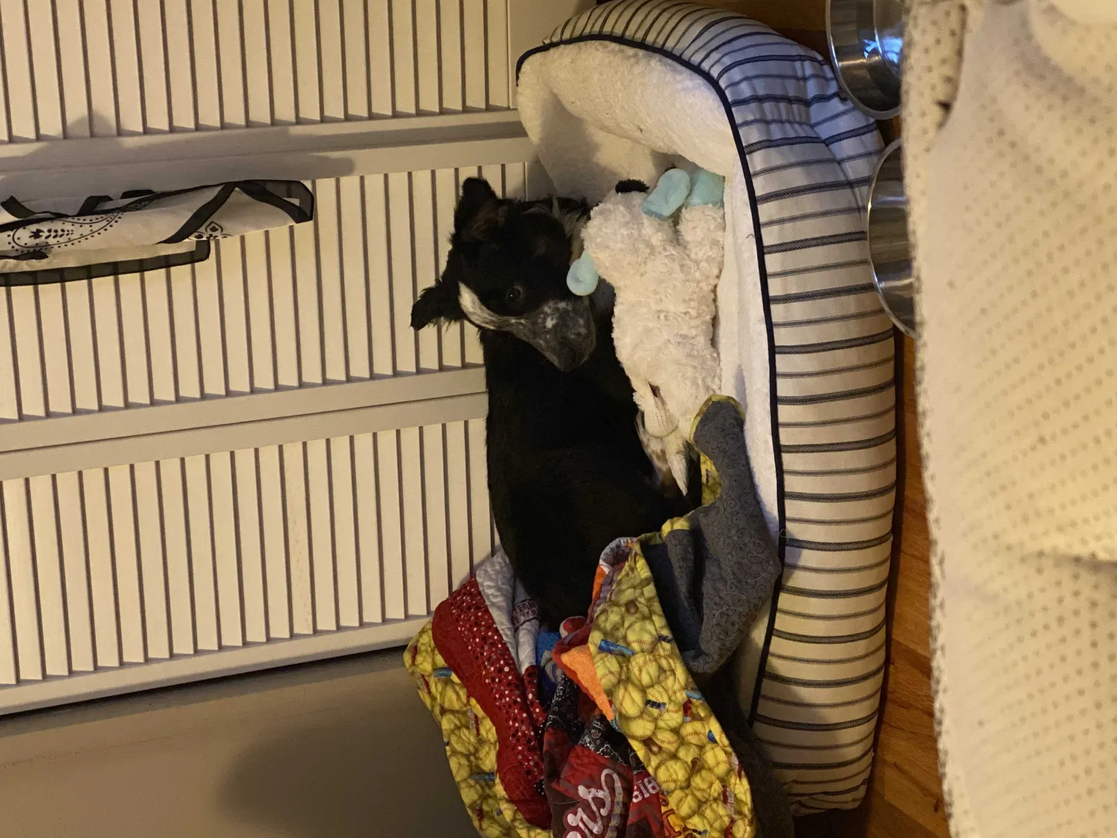 Lost dog in Omaha, NE, 68134