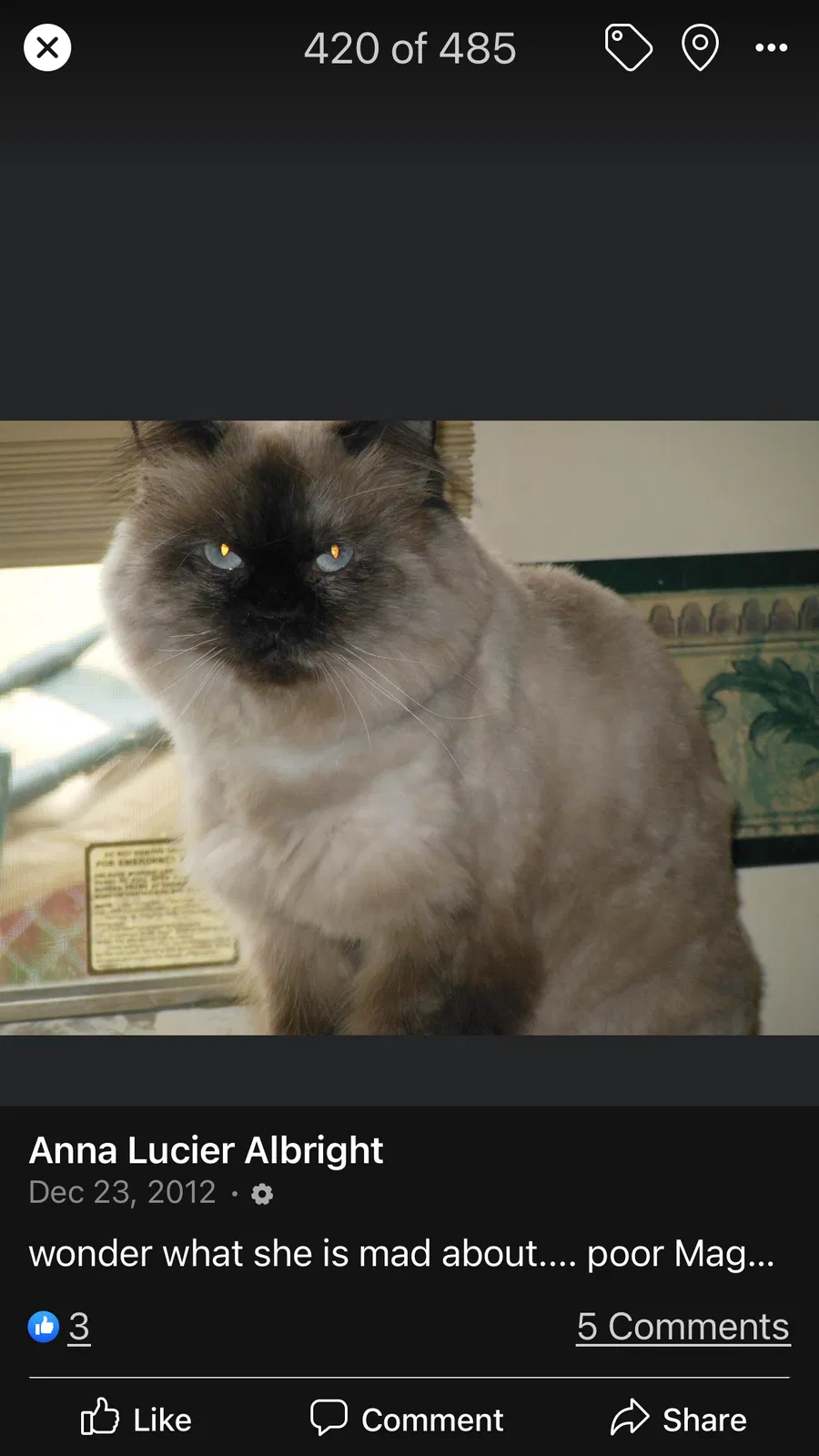 Lost cat in Robertsdale, AL, 36567