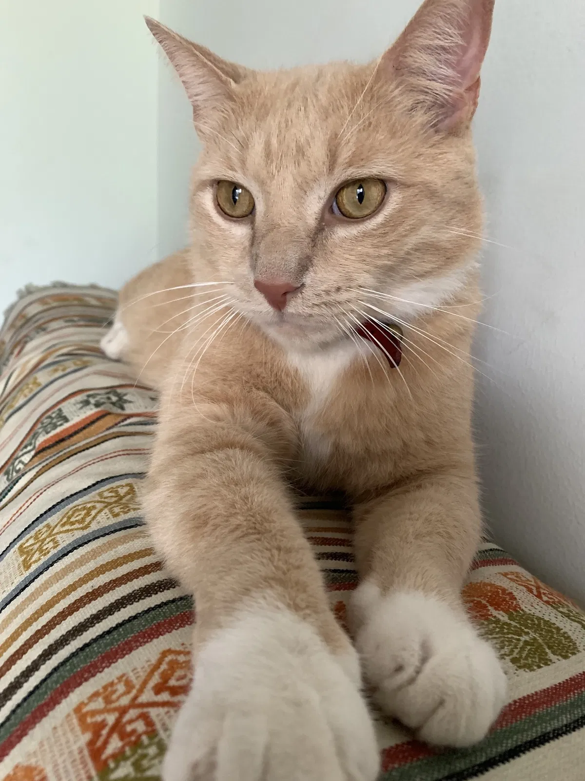 Lost cat in Ridgewood, NY, 11385