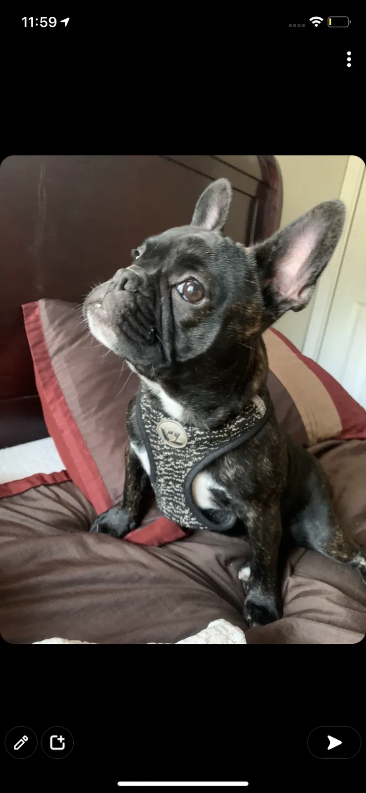 Lost dog in Omaha, NE, 68110