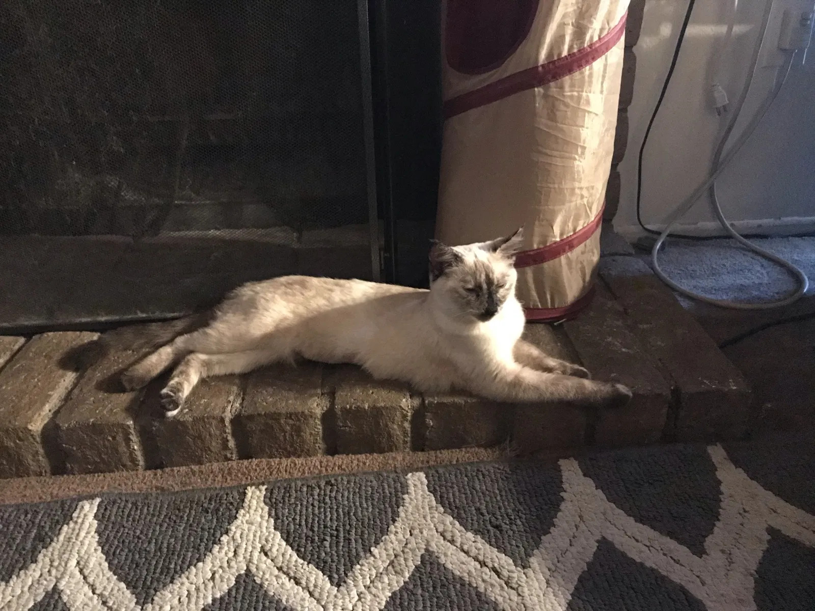 Lost cat in Hemet, CA, 92544