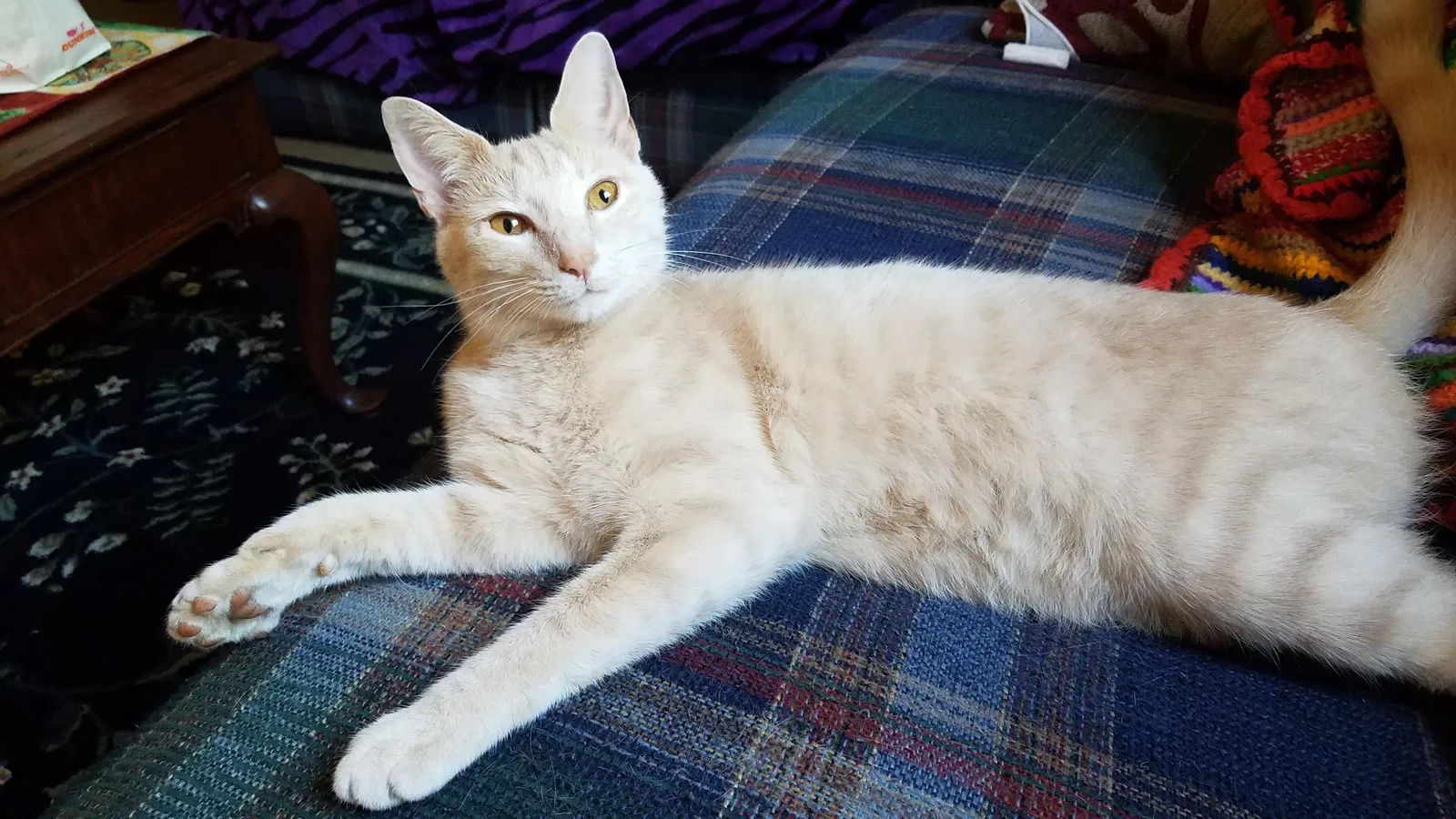 Lost cat in Hephzibah, GA, 30815