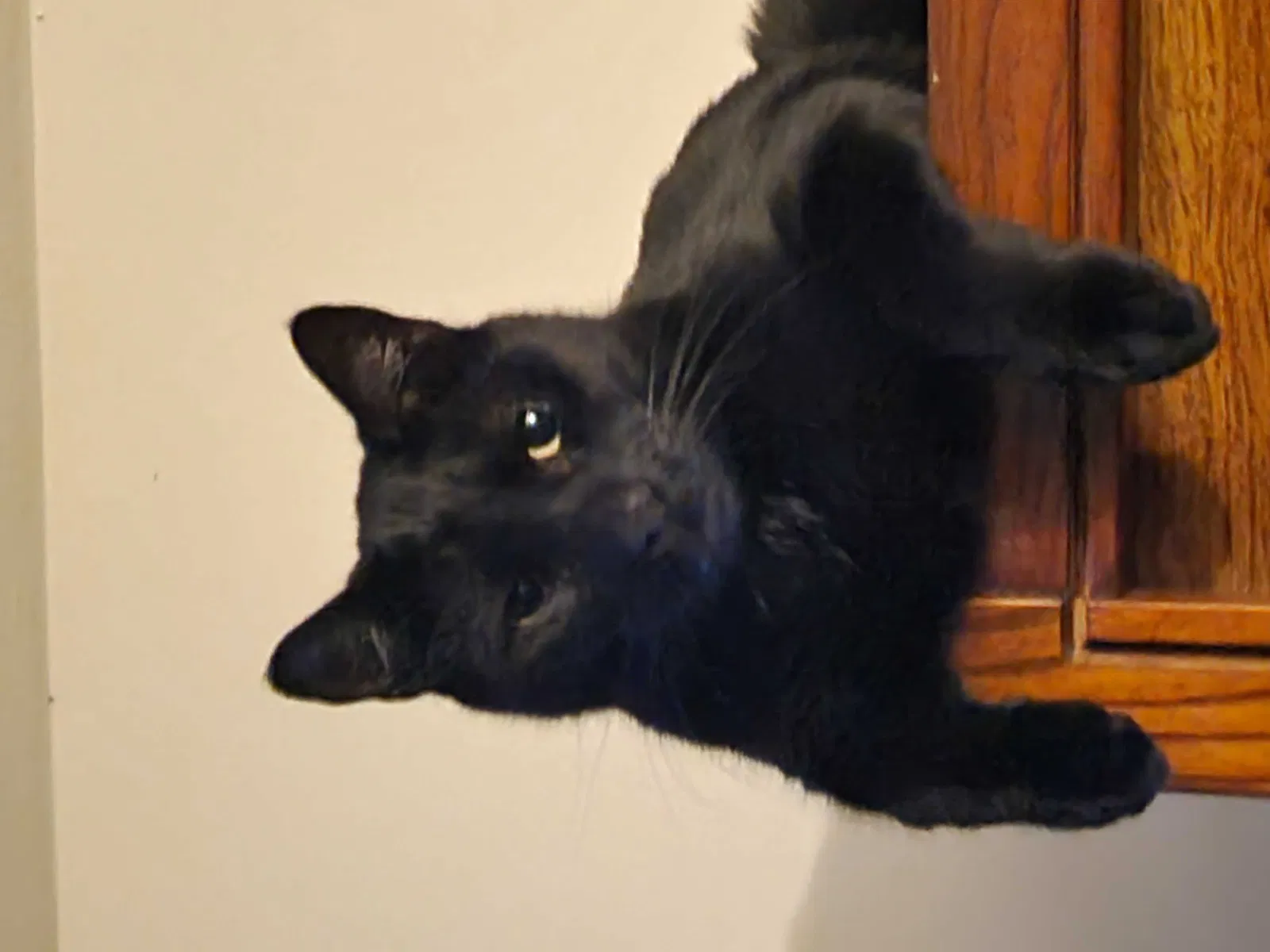 Lost cat in East Brunswick, NJ, 8816