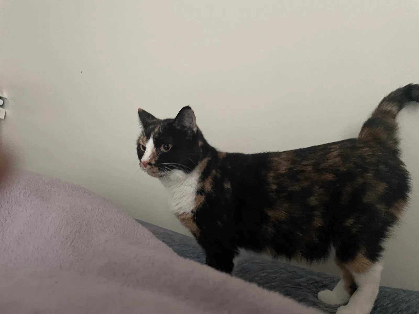 Lost cat in Lanham, MD, 20706