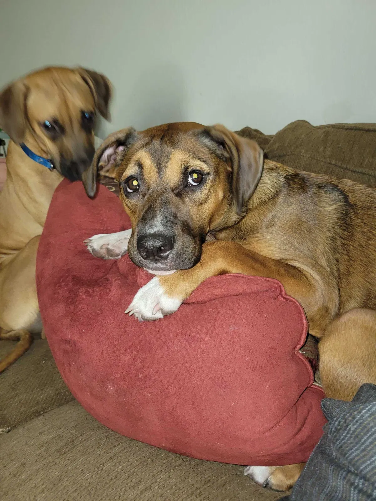 Lost dog in Orlando, FL, 32811