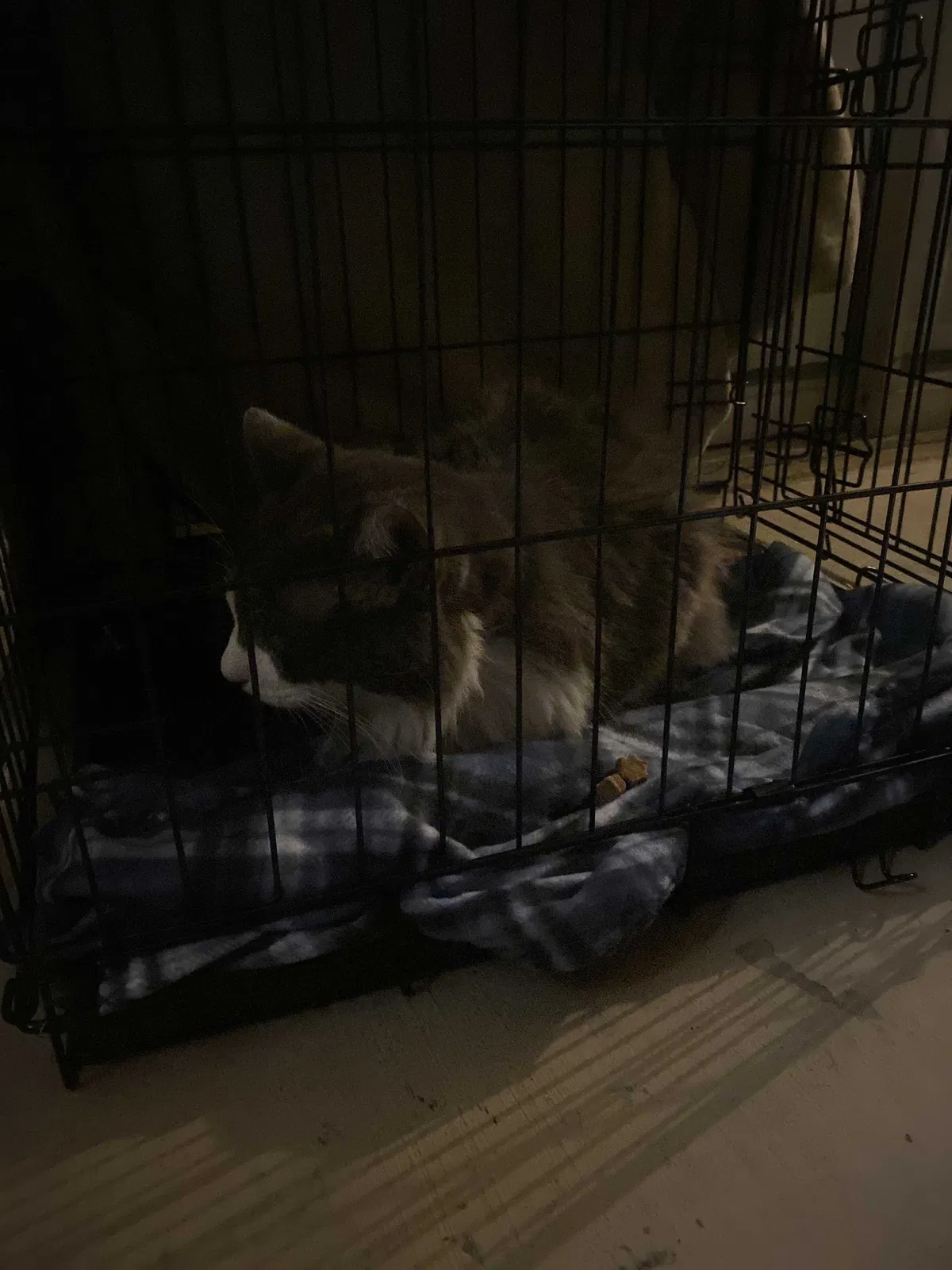 Lost cat in Carrollton, TX, 75007