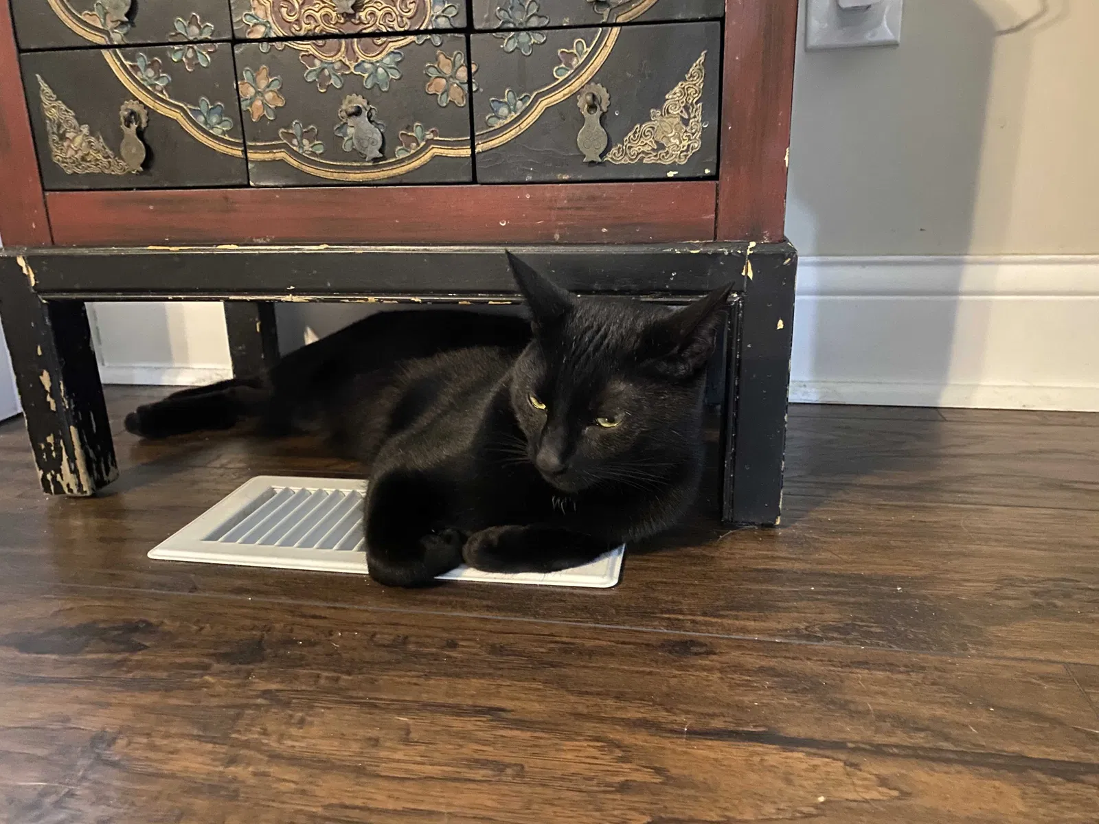 Lost cat in Highland, IN, 46322