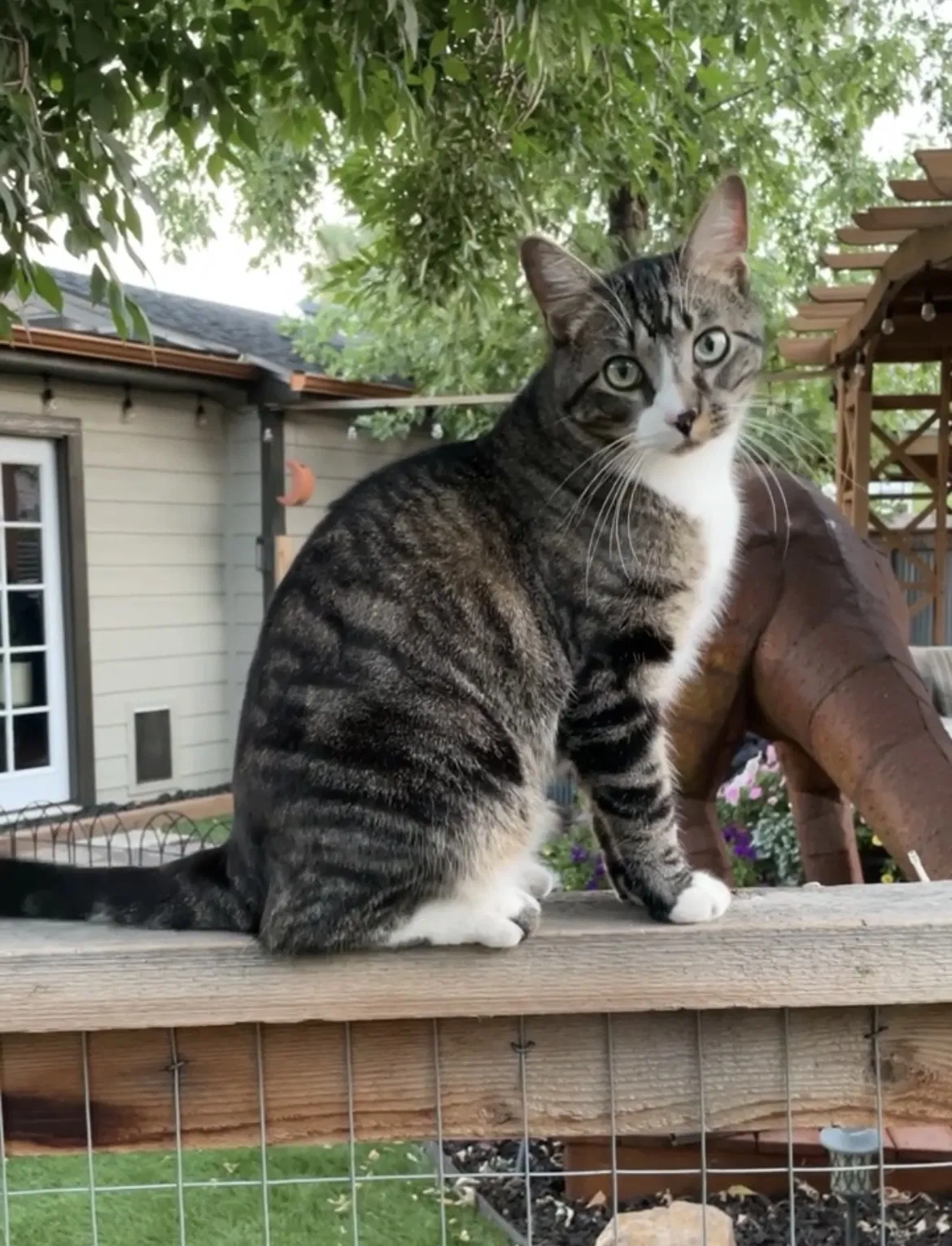 Lost cat in Wheat Ridge, CO, 80033