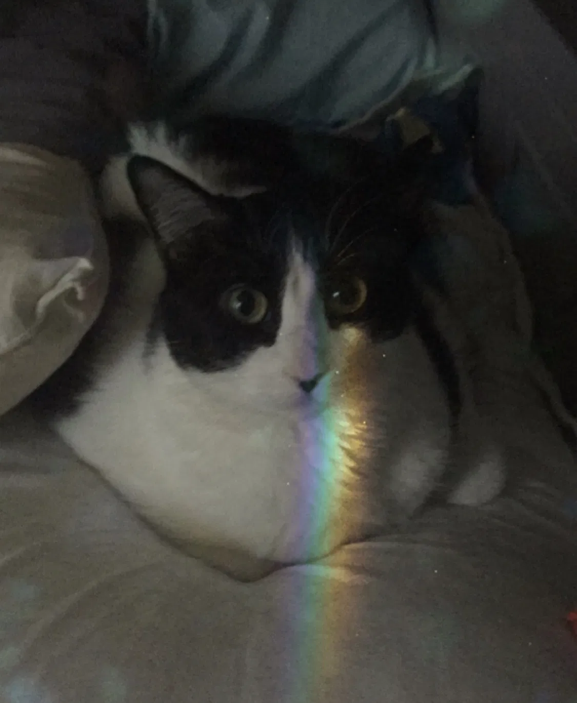 Lost cat in Georgetown, TX, 78628