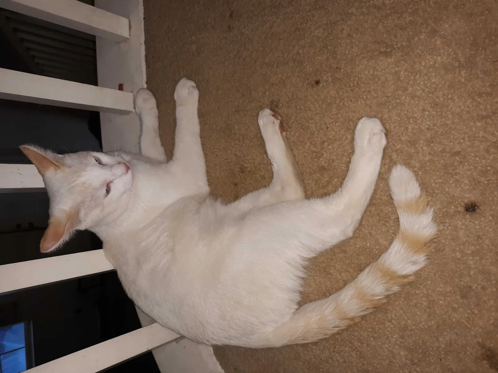 Lost cat in Fontana, CA, 92336