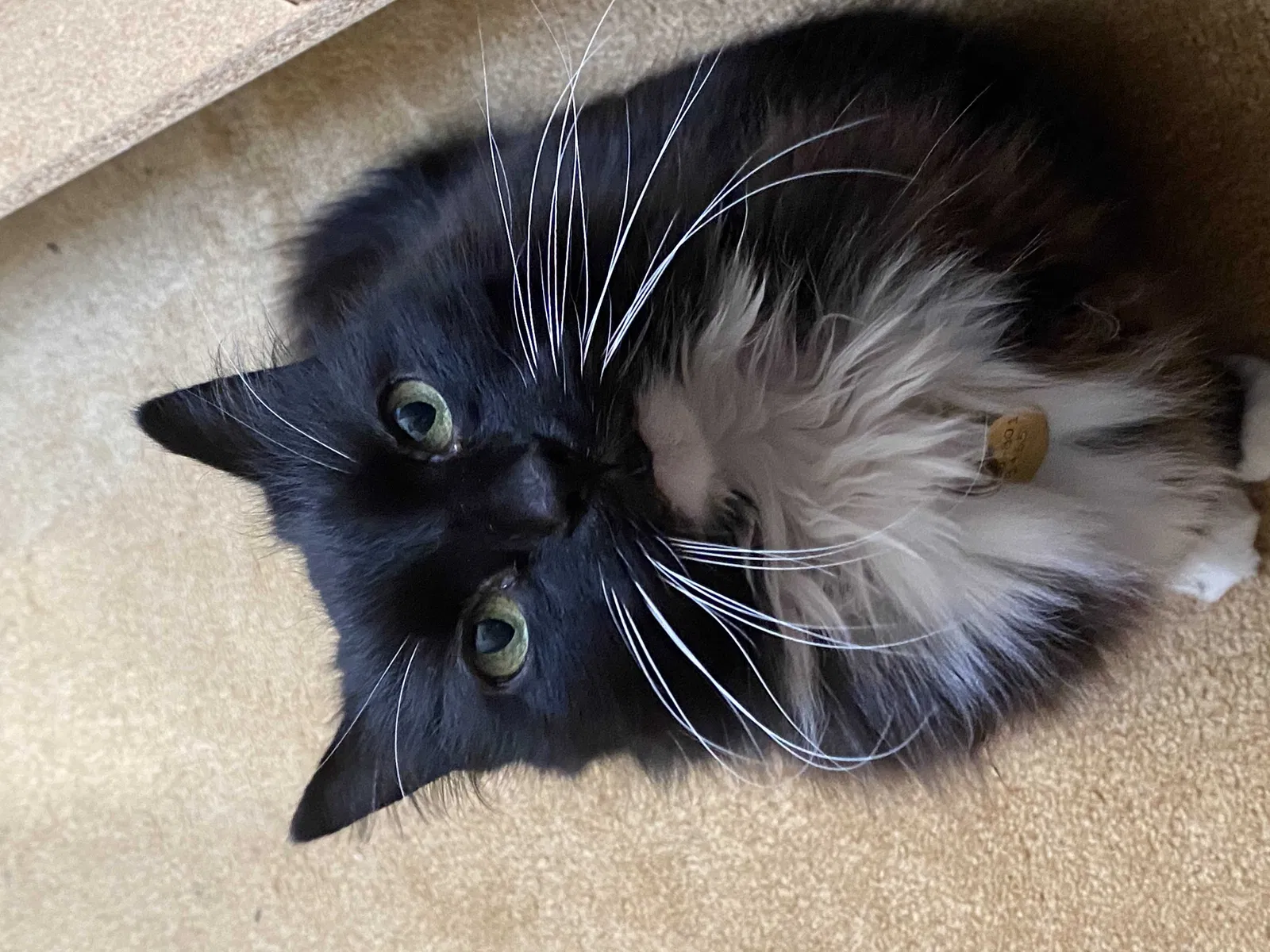 Lost cat in Haverhill, MA, 1830