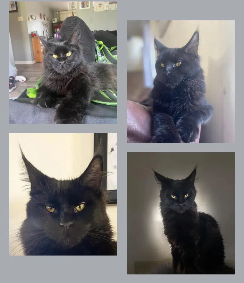 Lost cat in Spring Grove, PA, 17362