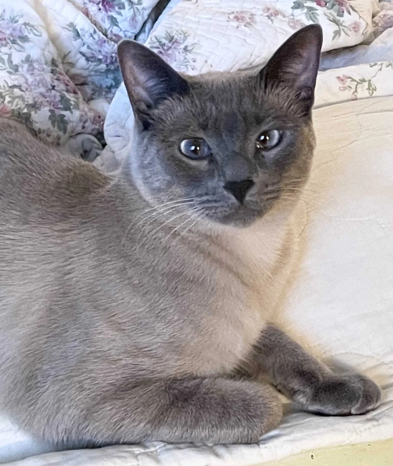 Lost cat in Orlando, FL, 32826
