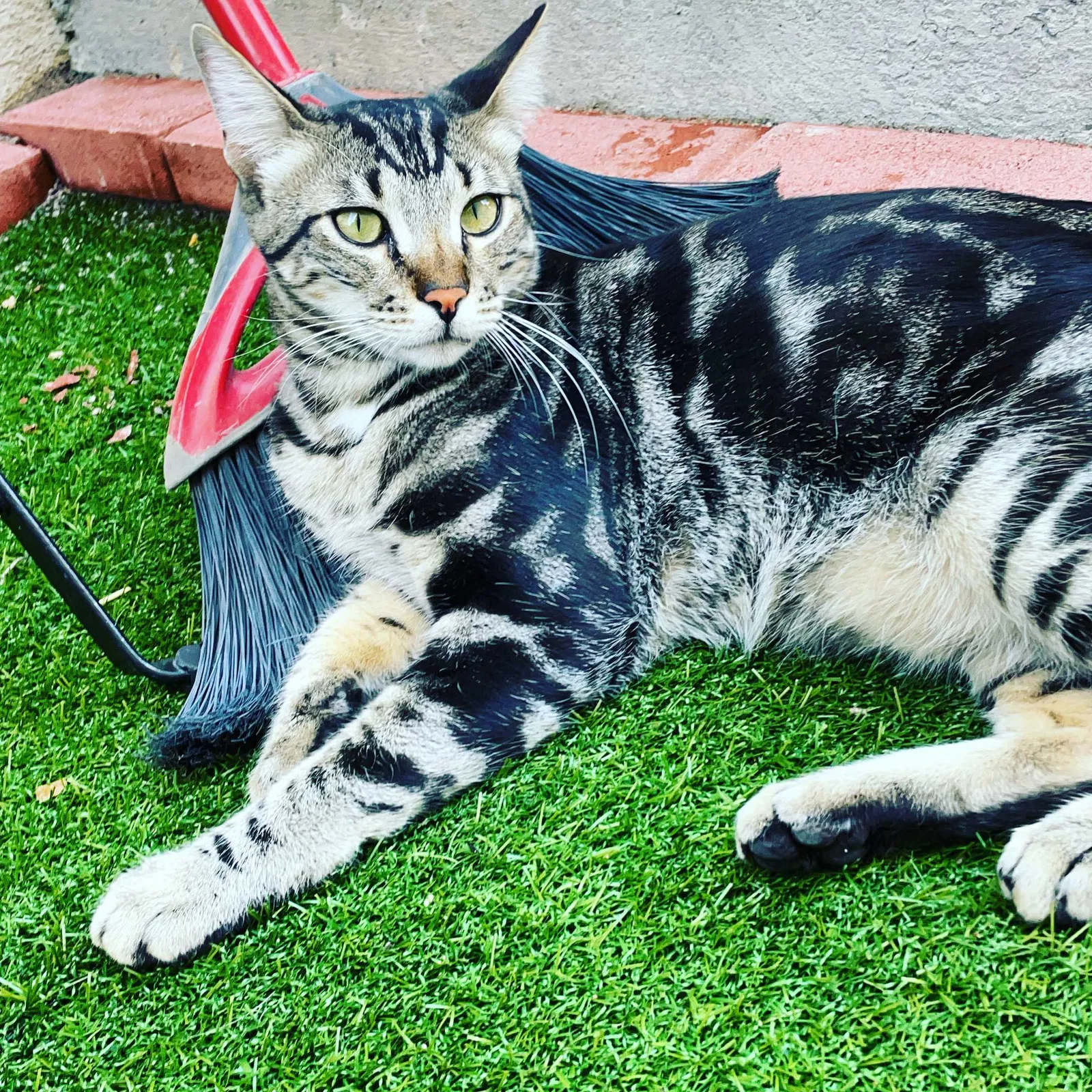 Lost cat in Las Vegas, NV, 89129