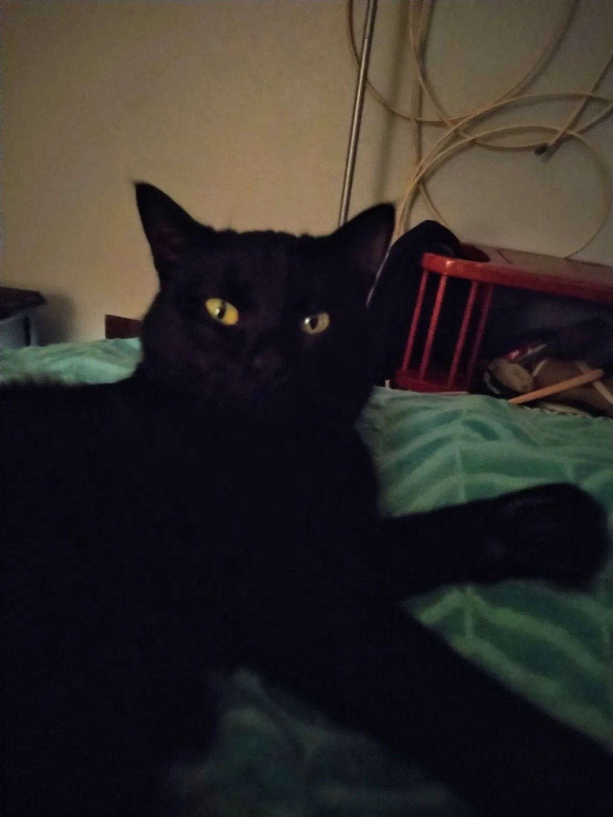 Lost cat in Garland, TX, 75040