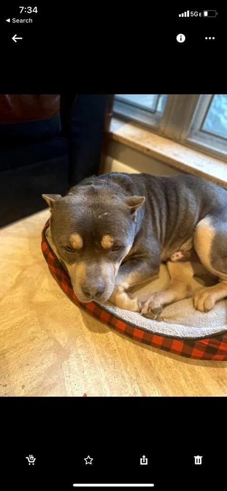 Lost dog in Memphis, TN, 38117