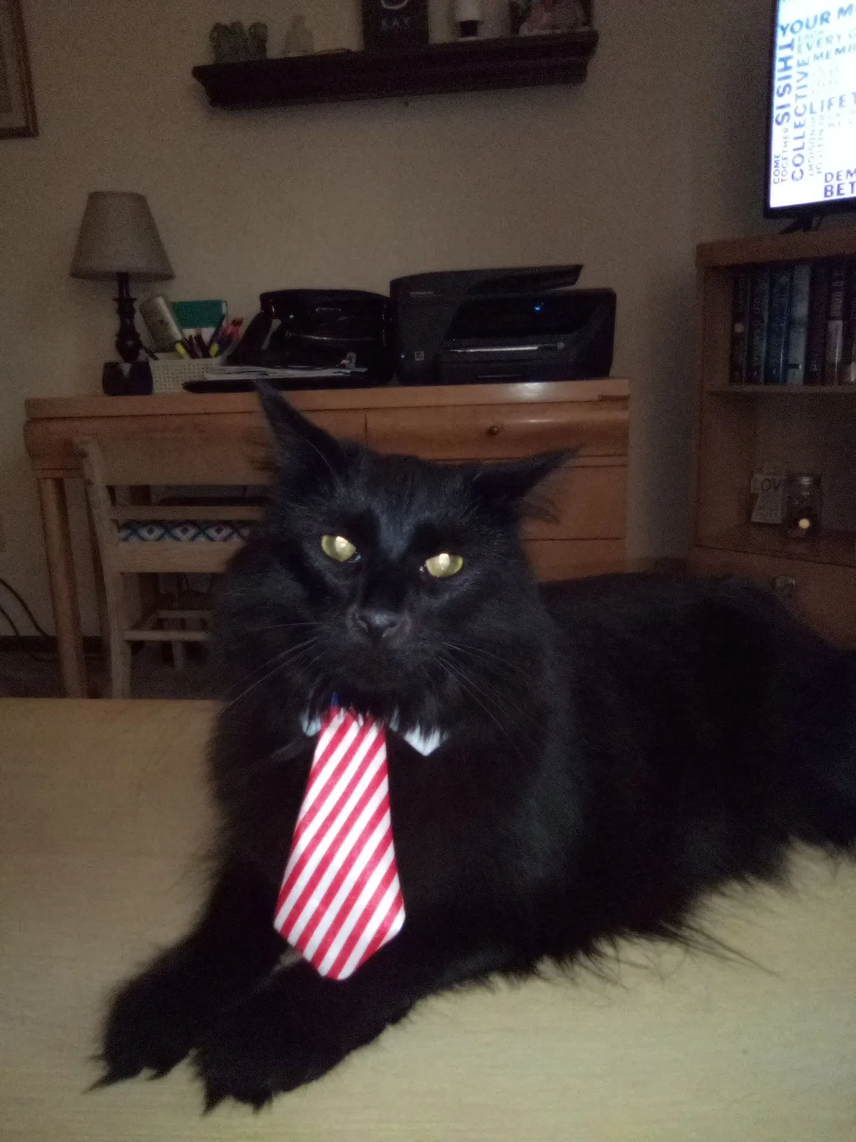 Lost cat in Newton Falls, OH, 44444