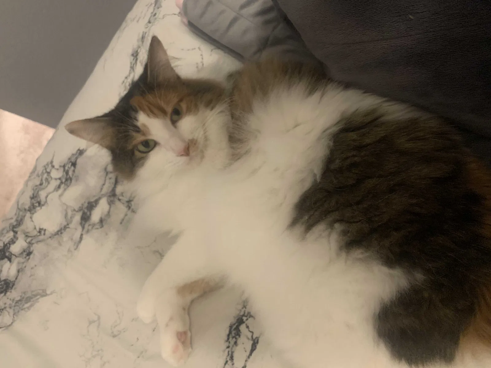 Lost cat in New Braunfels, TX, 78130