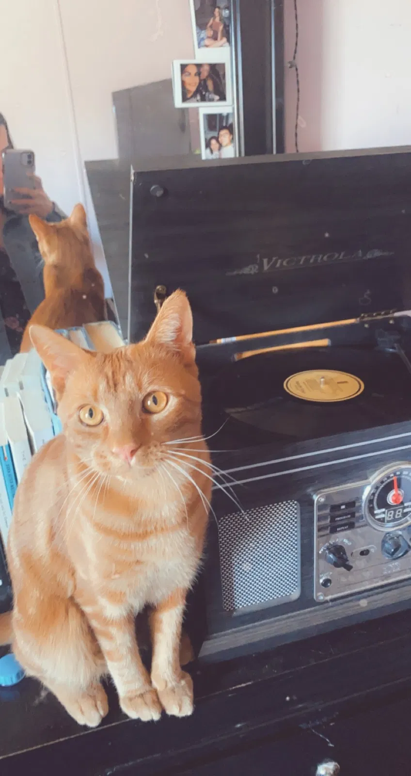 Lost cat in Albuquerque, NM, 87121