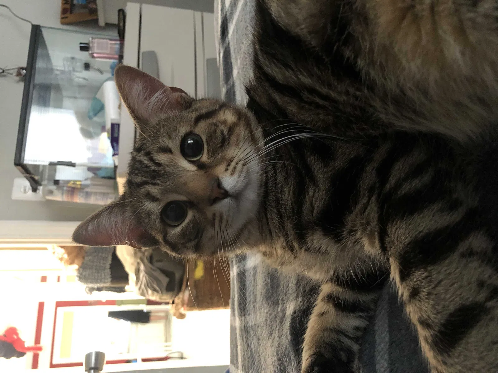 Lost cat in Beltsville, MD, 20705