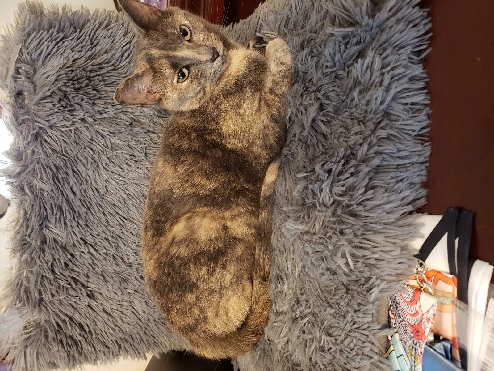 Lost cat in Cincinnati, OH, 45240