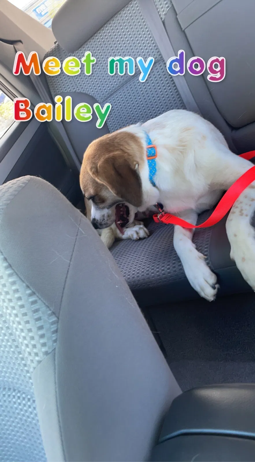 Lost dog in Saint Paul, MN, 55104