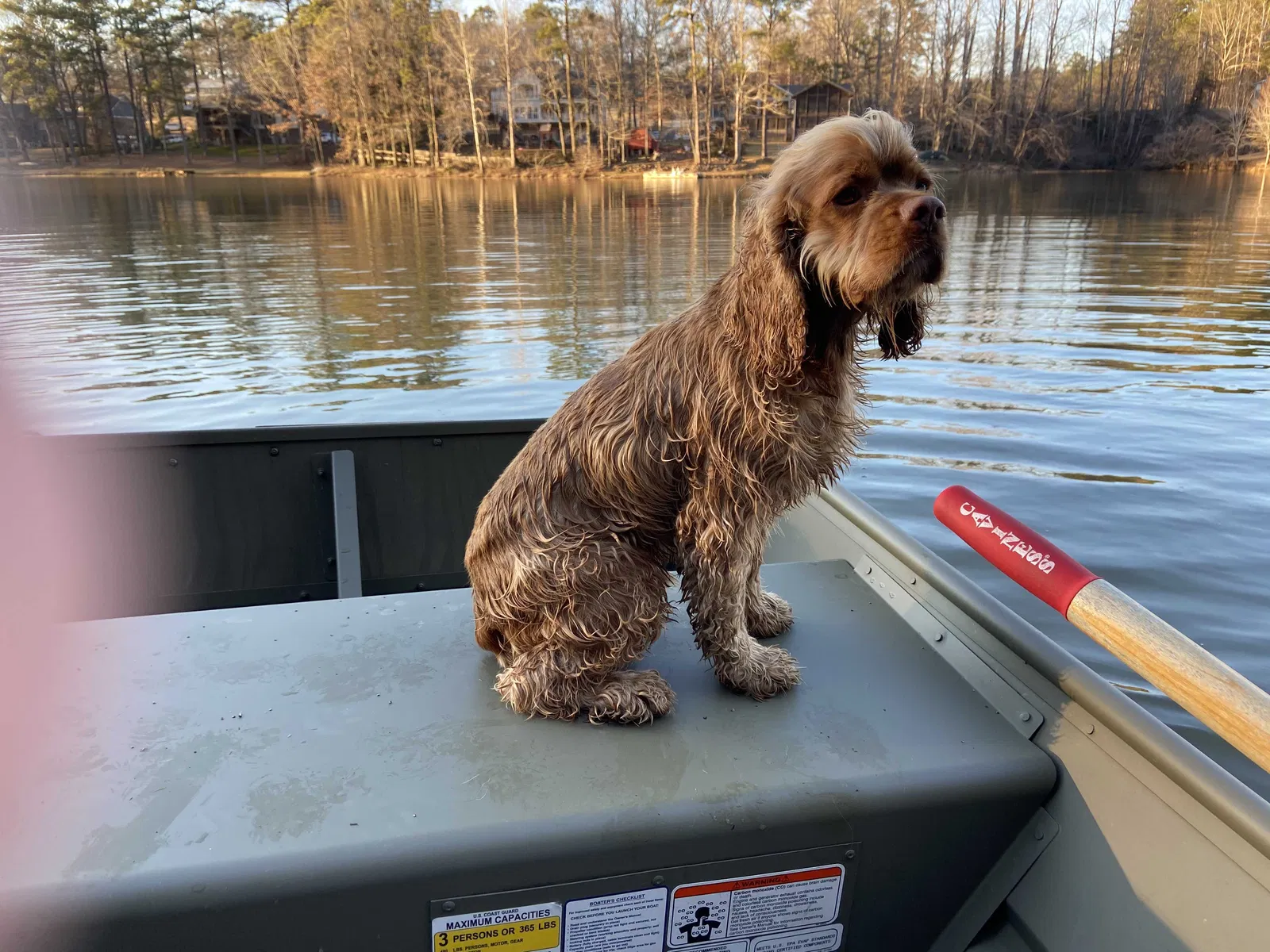 Lost dog in Trussville, AL, 35173