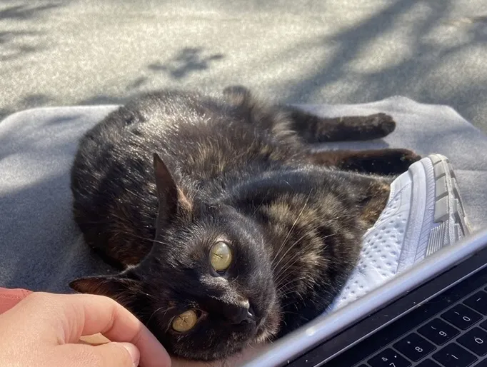 Lost cat in Austin, TX, 78746