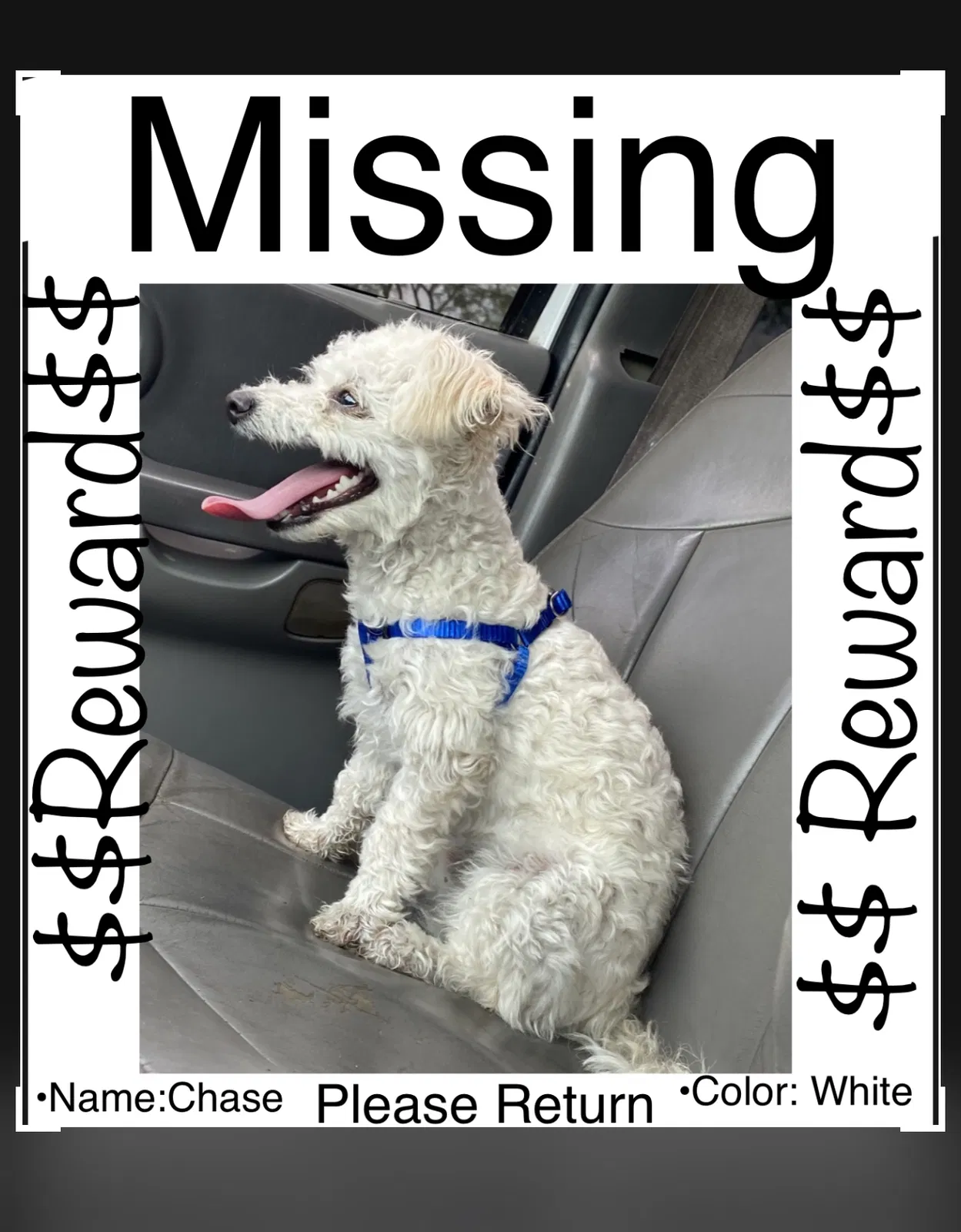 Lost dog in Phoenix, AZ, 85035