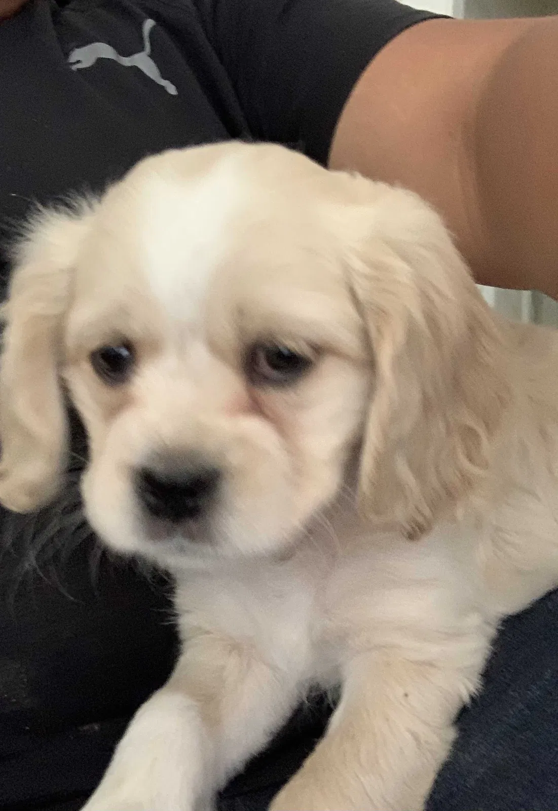 Lost dog in Santa Ana, CA, 92703