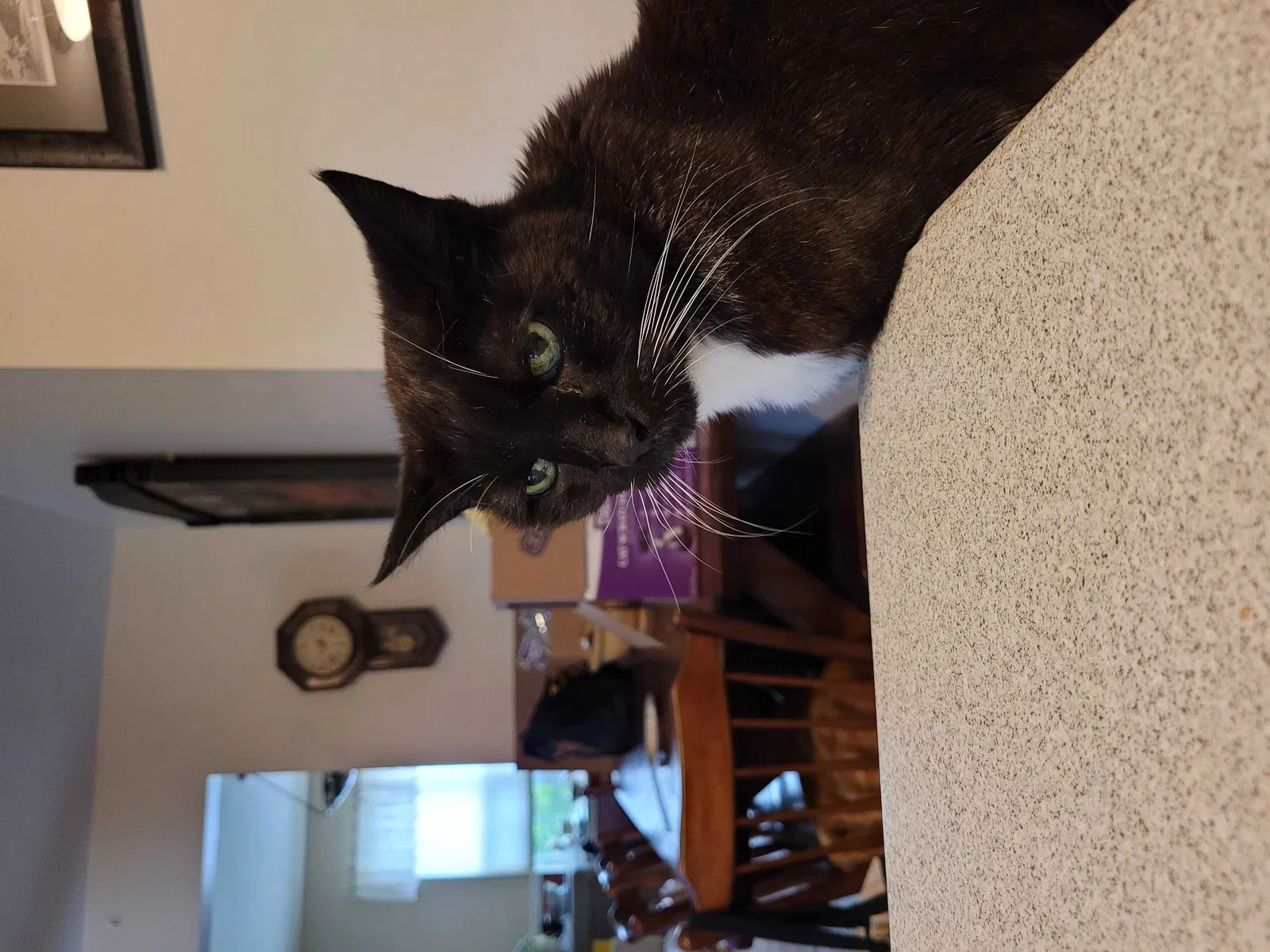 Lost cat in Gilbertsville, PA, 19525